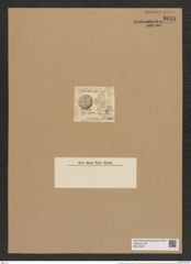 Coscinodiscus labyrinthus Roper. (de-Toni-Nr.: Genus 202, Species 4897) Zeichnungen Sammlung Grunow Nr. 8653 (NHMW-BOT-W0378057)
